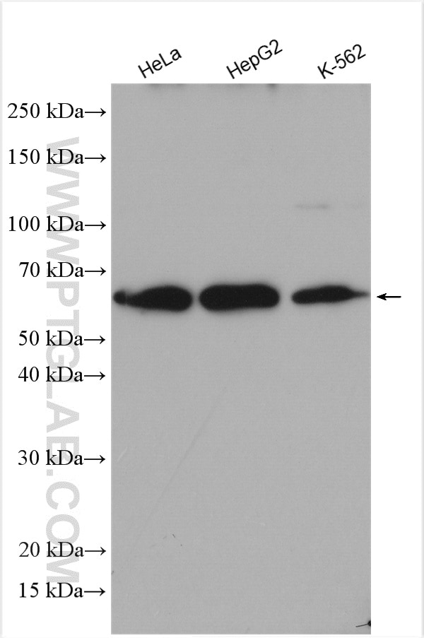 Western Blot (WB) analysis of various lysates using FASTKD2 Polyclonal antibody (17464-1-AP)