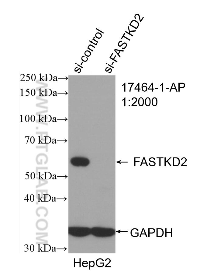Western Blot (WB) analysis of HepG2 cells using FASTKD2 Polyclonal antibody (17464-1-AP)