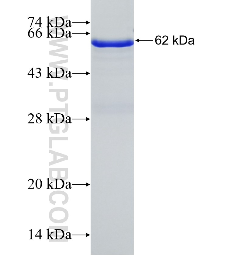 FASTKD2 fusion protein Ag11289 SDS-PAGE