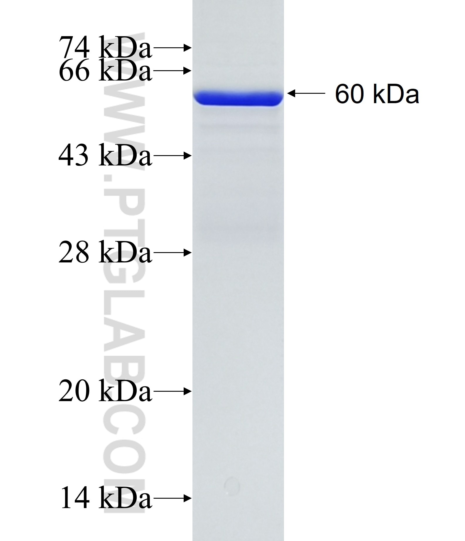 FASTKD2 fusion protein Ag11289 SDS-PAGE