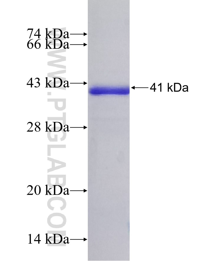 FASTKD2 fusion protein Ag11314 SDS-PAGE