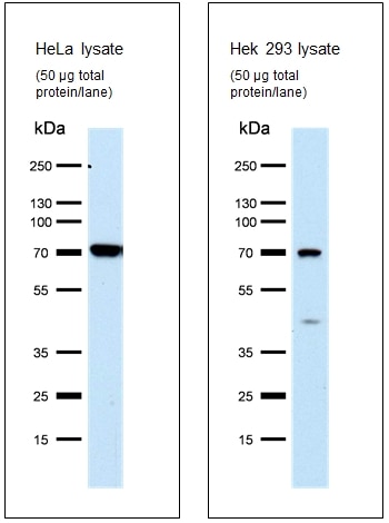 Western Blot (WB) analysis of HeLa cells using FASTKD3 Polyclonal antibody (18392-1-AP)