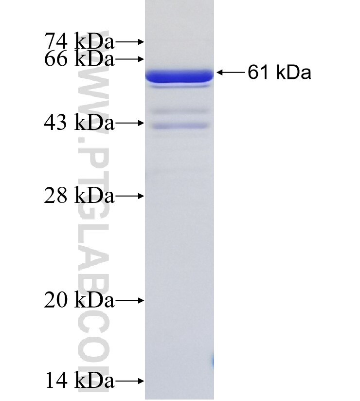 FAT1 fusion protein Ag33957 SDS-PAGE