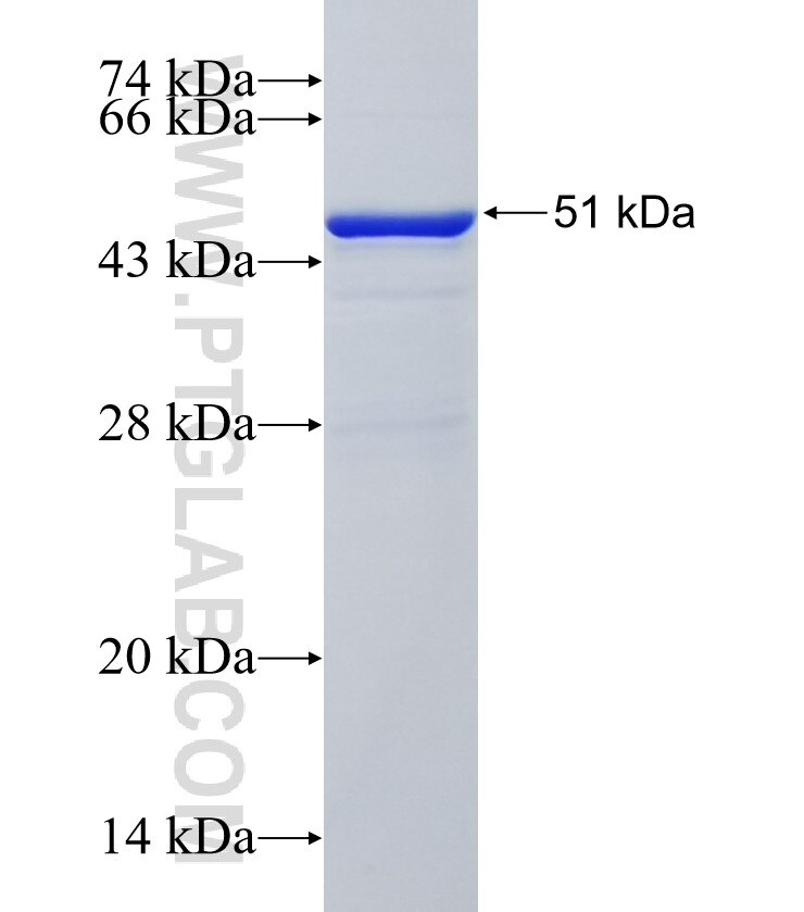 FAT2 fusion protein Ag34942 SDS-PAGE