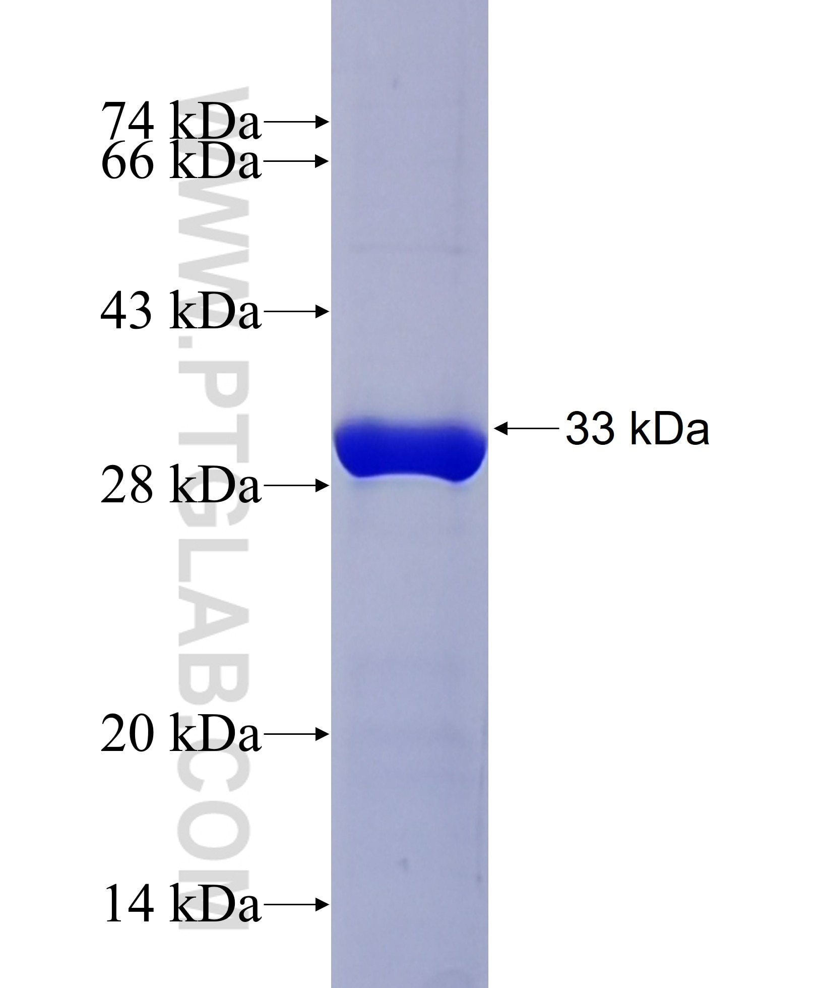 FAT2 fusion protein Ag34969 SDS-PAGE FAT2 fusion protein Ag34969 SDS-PAGE