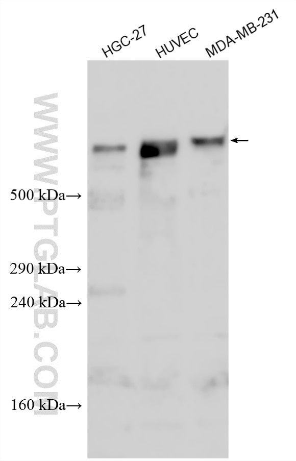 WB analysis using 33468-1-AP (same clone as 33468-1-PBS) Western Blot (WB) analysis of various lysates using FAT4 Polyclonal antibody (33468-1-AP)