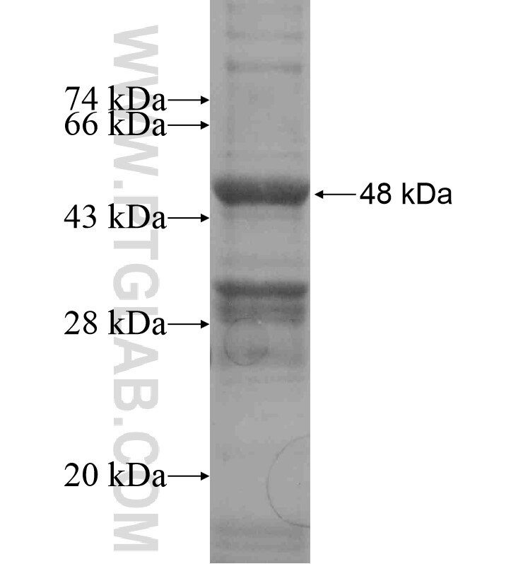 FATE1 fusion protein Ag16796 SDS-PAGE