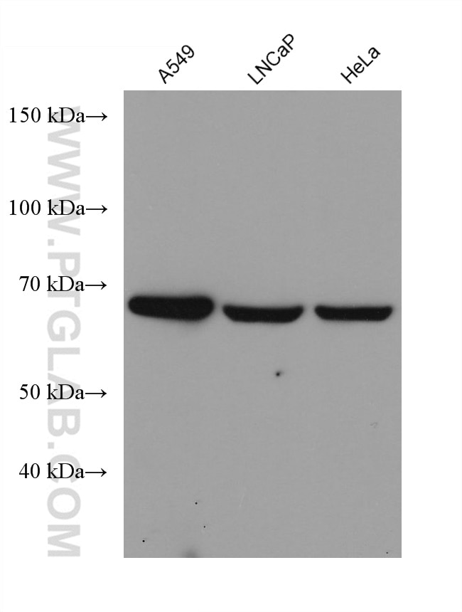 Western Blot (WB) analysis of various lysates using FATP2 Monoclonal antibody (68074-1-Ig)