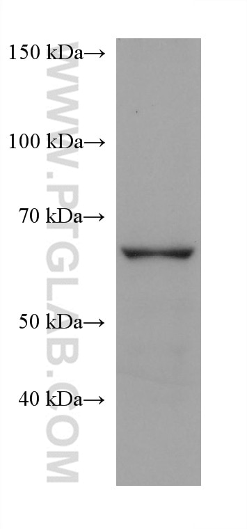 Western Blot (WB) analysis of HepG2 cells using FATP2 Monoclonal antibody (68074-1-Ig)