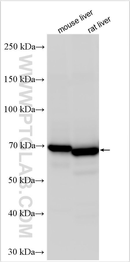 Western Blot (WB) analysis of various lysates using FATP5 Polyclonal antibody (25347-1-AP)