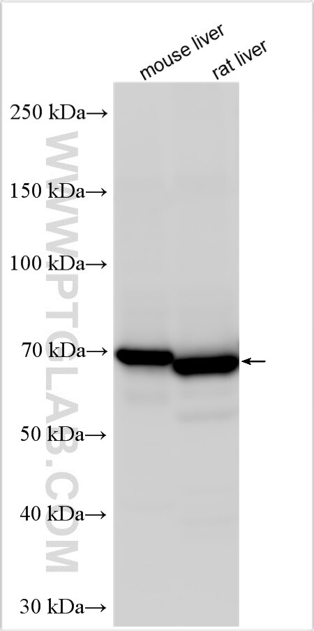 Western Blot (WB) analysis of various lysates using FATP5 Polyclonal antibody (25347-1-AP)