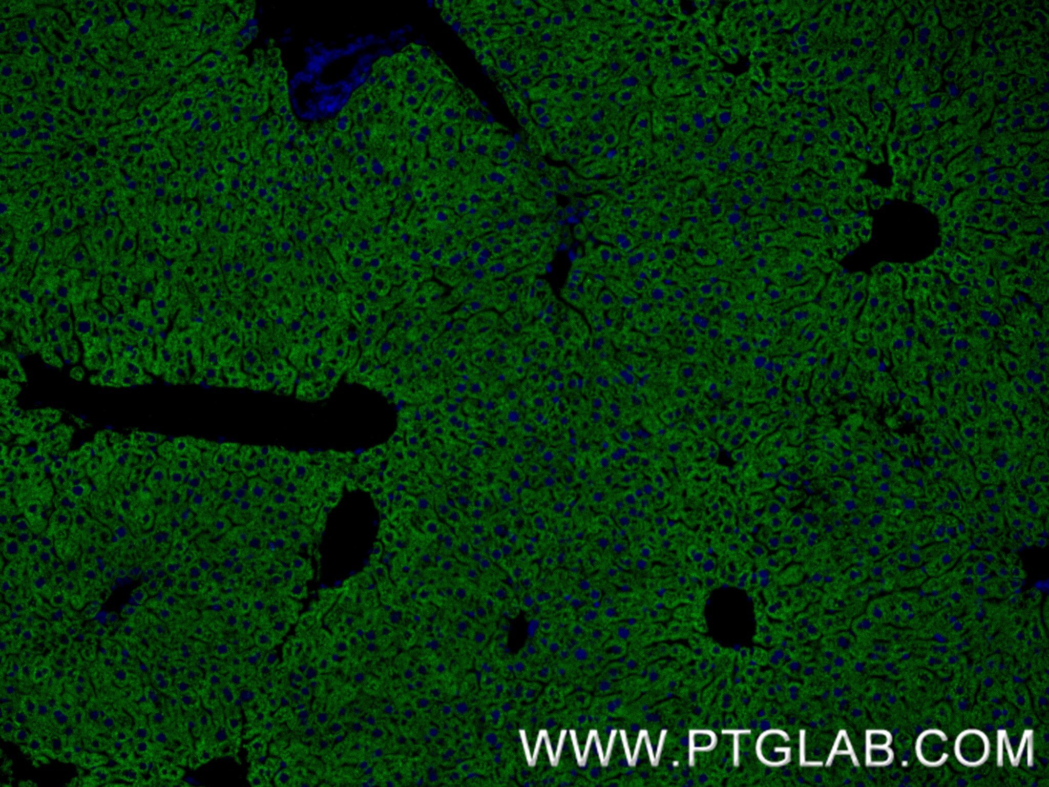 Immunofluorescence (IF) / fluorescent staining of mouse liver tissue using FATP5/SLC27A5 Recombinant antibody (84557-1-RR)