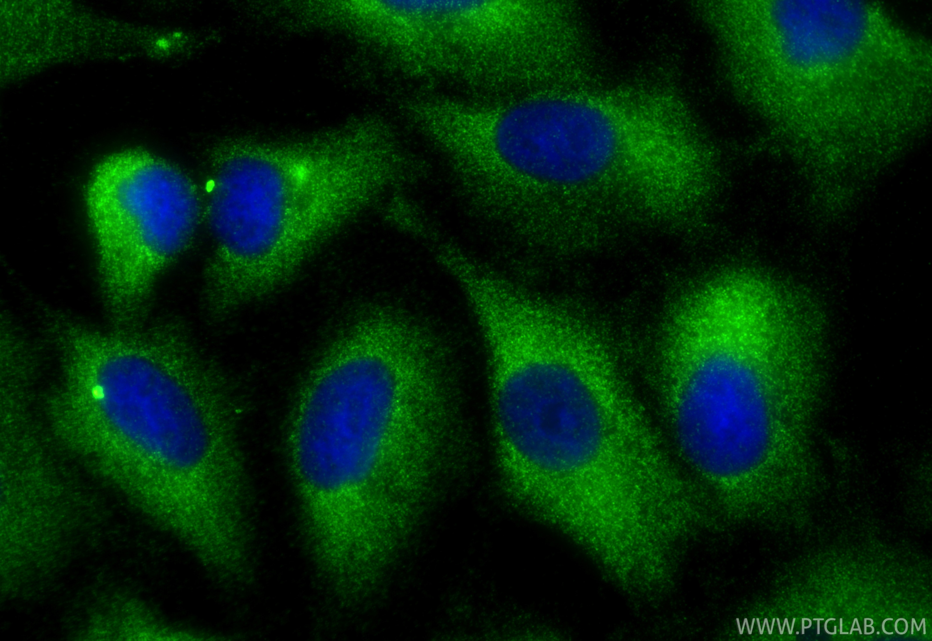 Immunofluorescence (IF) / fluorescent staining of A549 cells using FAU Polyclonal antibody (13581-1-AP)