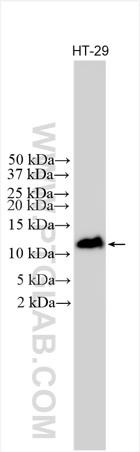 Western Blot (WB) analysis of various lysates using FAU Polyclonal antibody (13581-1-AP)