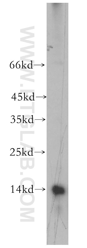 Western Blot (WB) analysis of mouse liver tissue using FAU Polyclonal antibody (13581-1-AP)