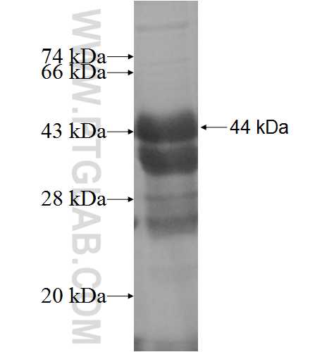 FAU fusion protein Ag4504 SDS-PAGE