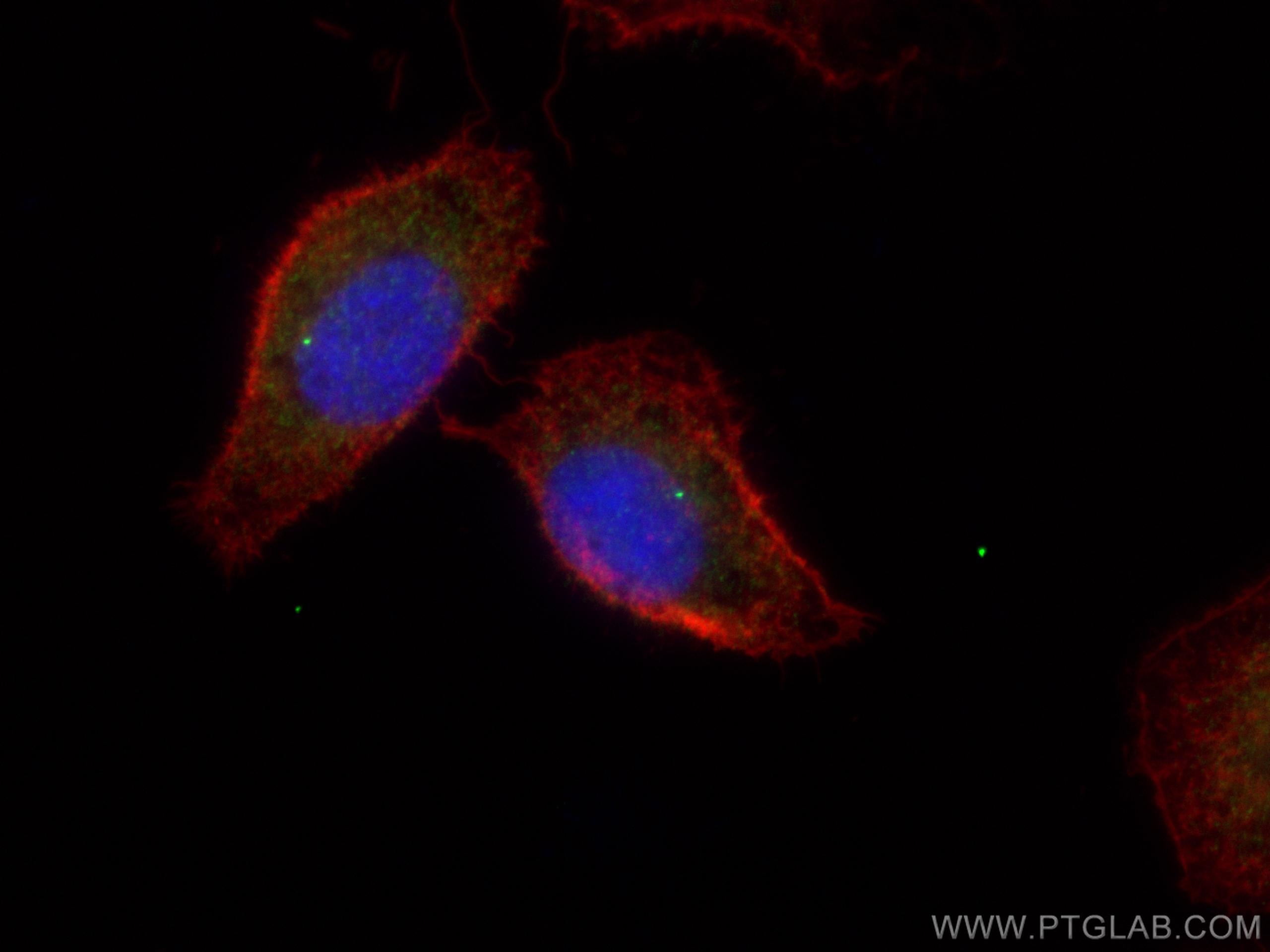 Immunofluorescence (IF) / fluorescent staining of A549 cells using FBF1 Polyclonal antibody (11531-1-AP)
