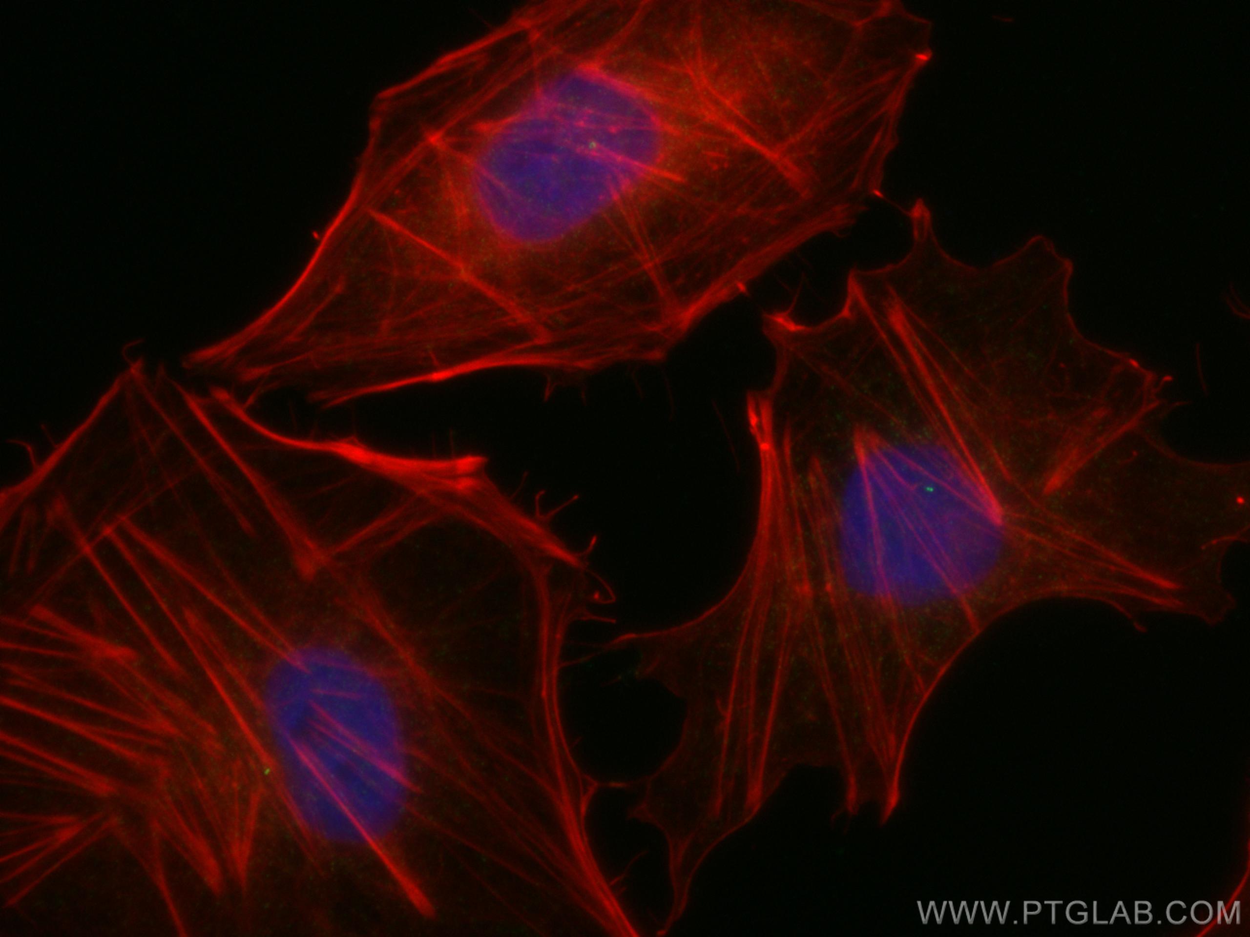 Immunofluorescence (IF) / fluorescent staining of HUVEC cells using FBF1 Polyclonal antibody (11531-1-AP)