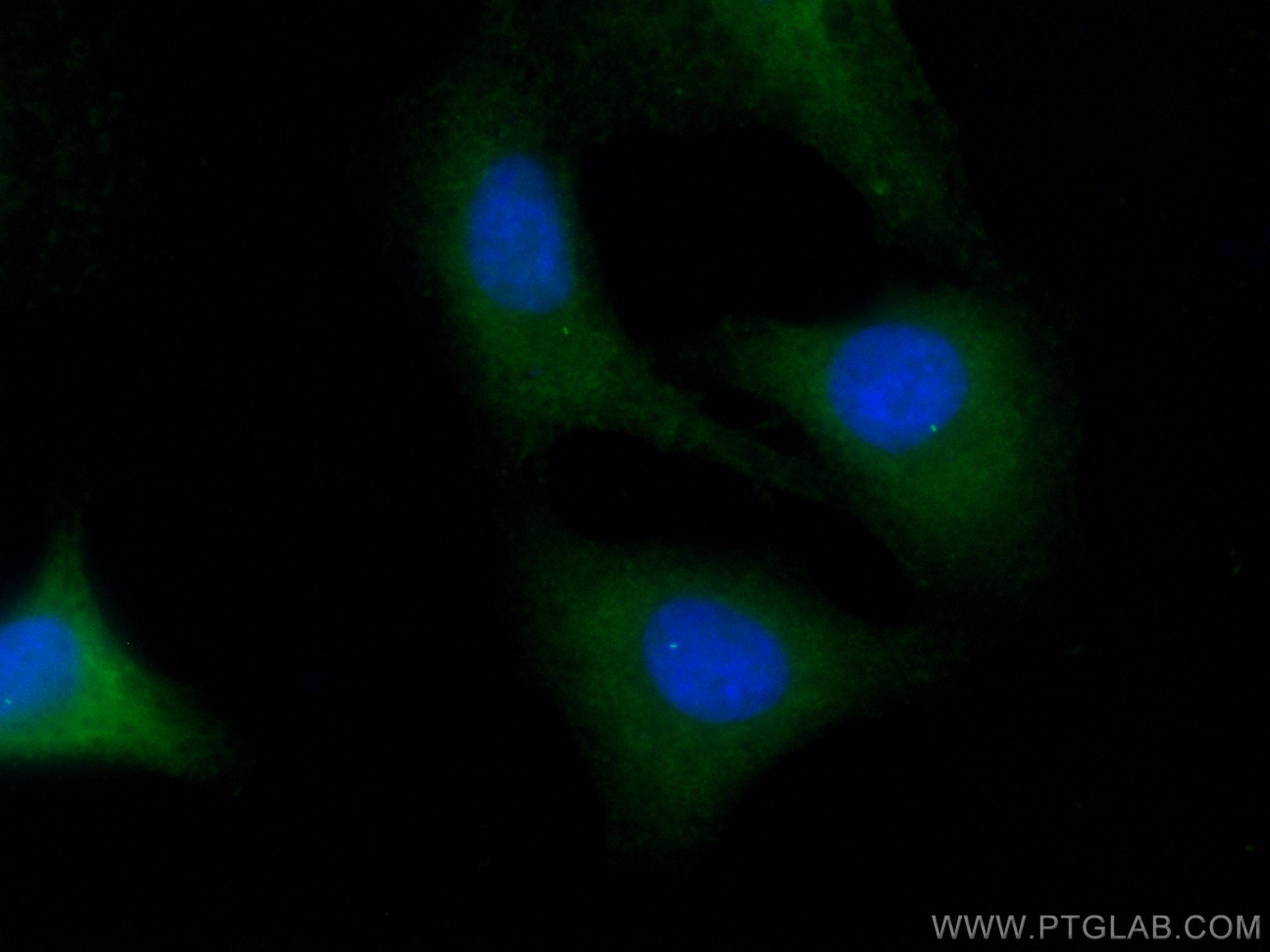 Immunofluorescence (IF) / fluorescent staining of A549 cells using CoraLite® Plus 488-conjugated FBF1 Polyclonal anti (CL488-11531)