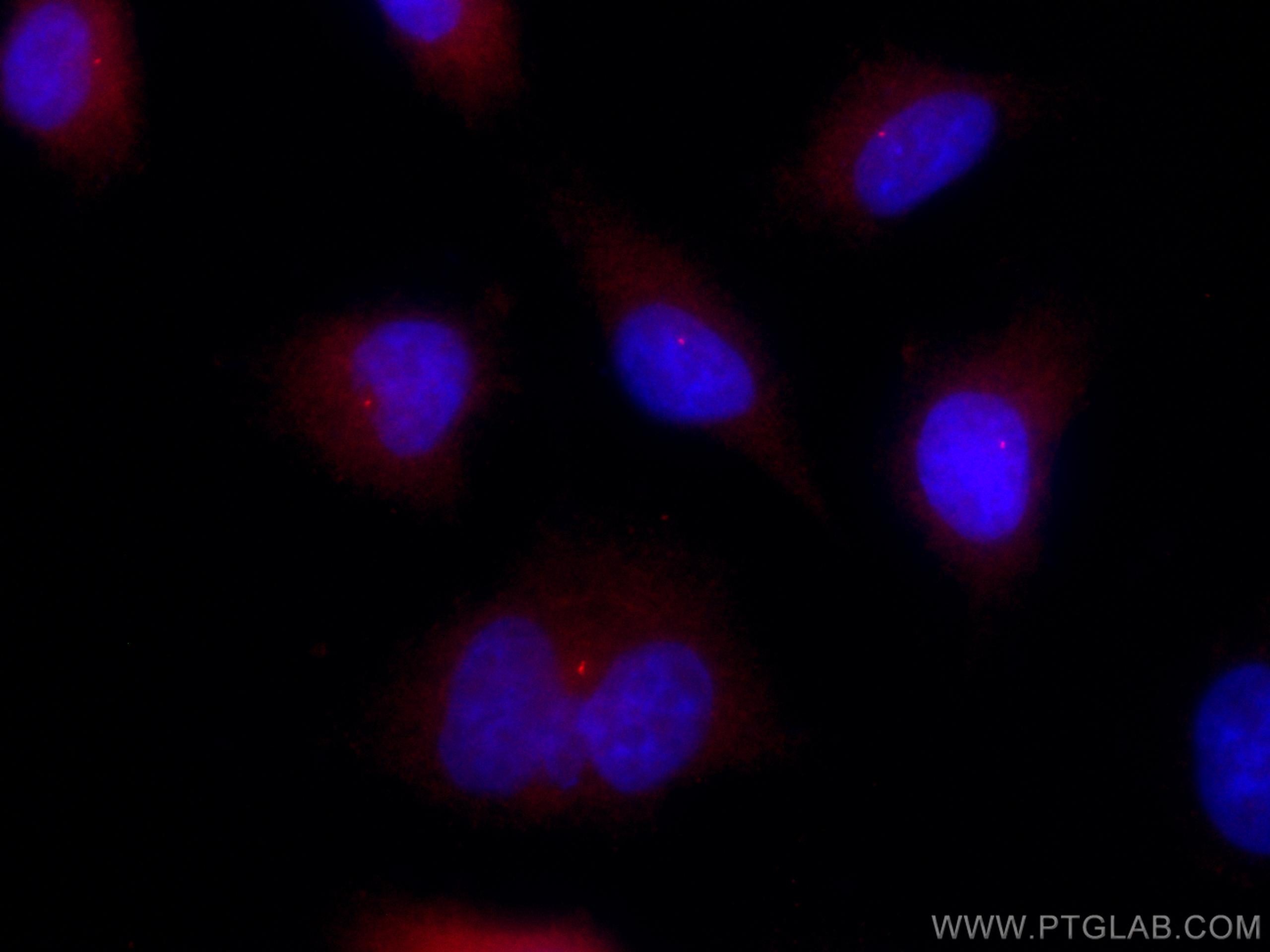 Immunofluorescence (IF) / fluorescent staining of A549 cells using CoraLite®594-conjugated FBF1 Polyclonal antibody (CL594-11531)