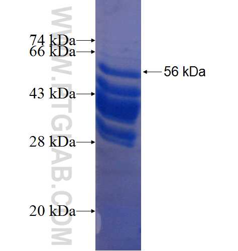 FBF1 fusion protein Ag2106 SDS-PAGE