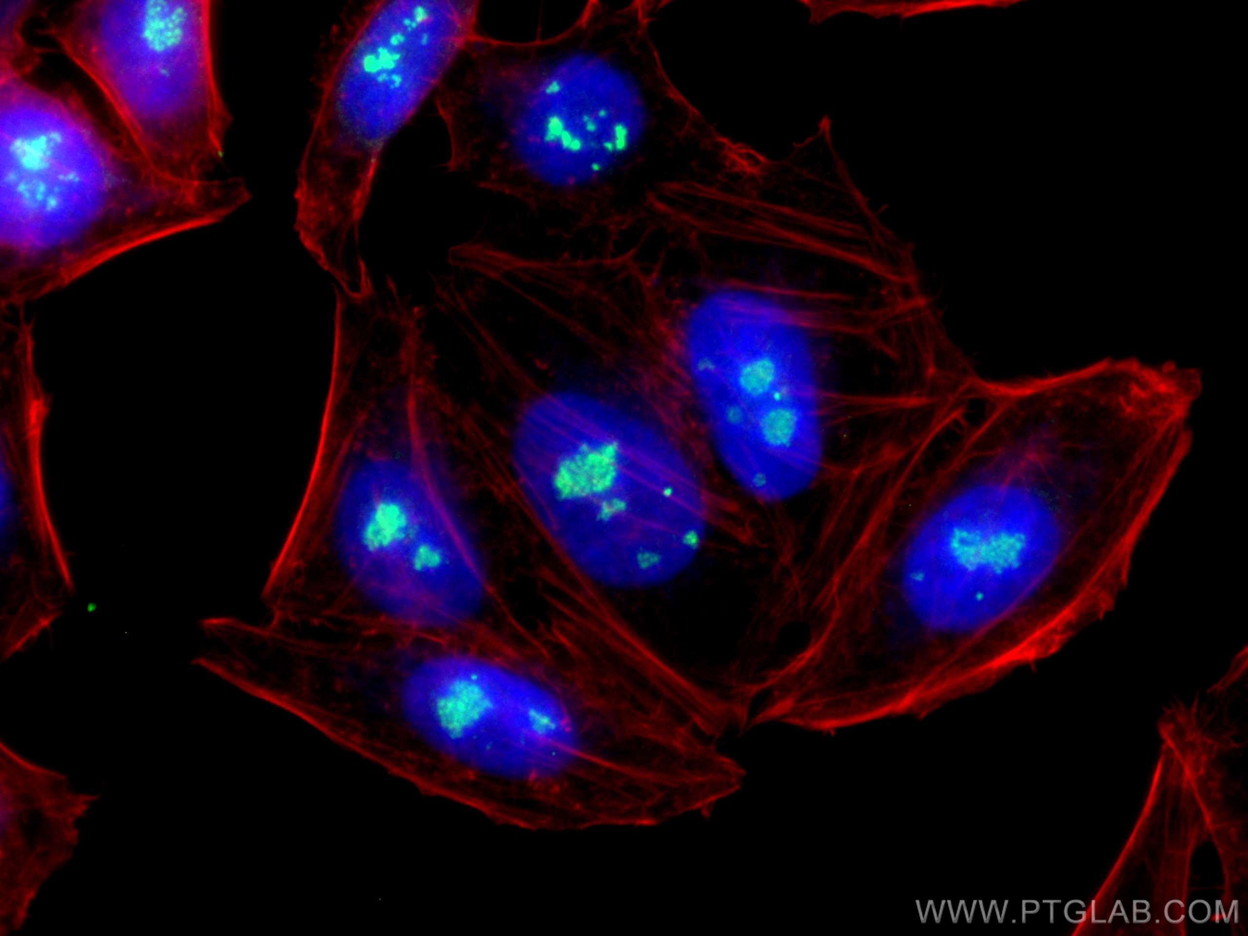 Immunofluorescence (IF) / fluorescent staining of HepG2 cells using FBL Polyclonal antibody (16021-1-AP)