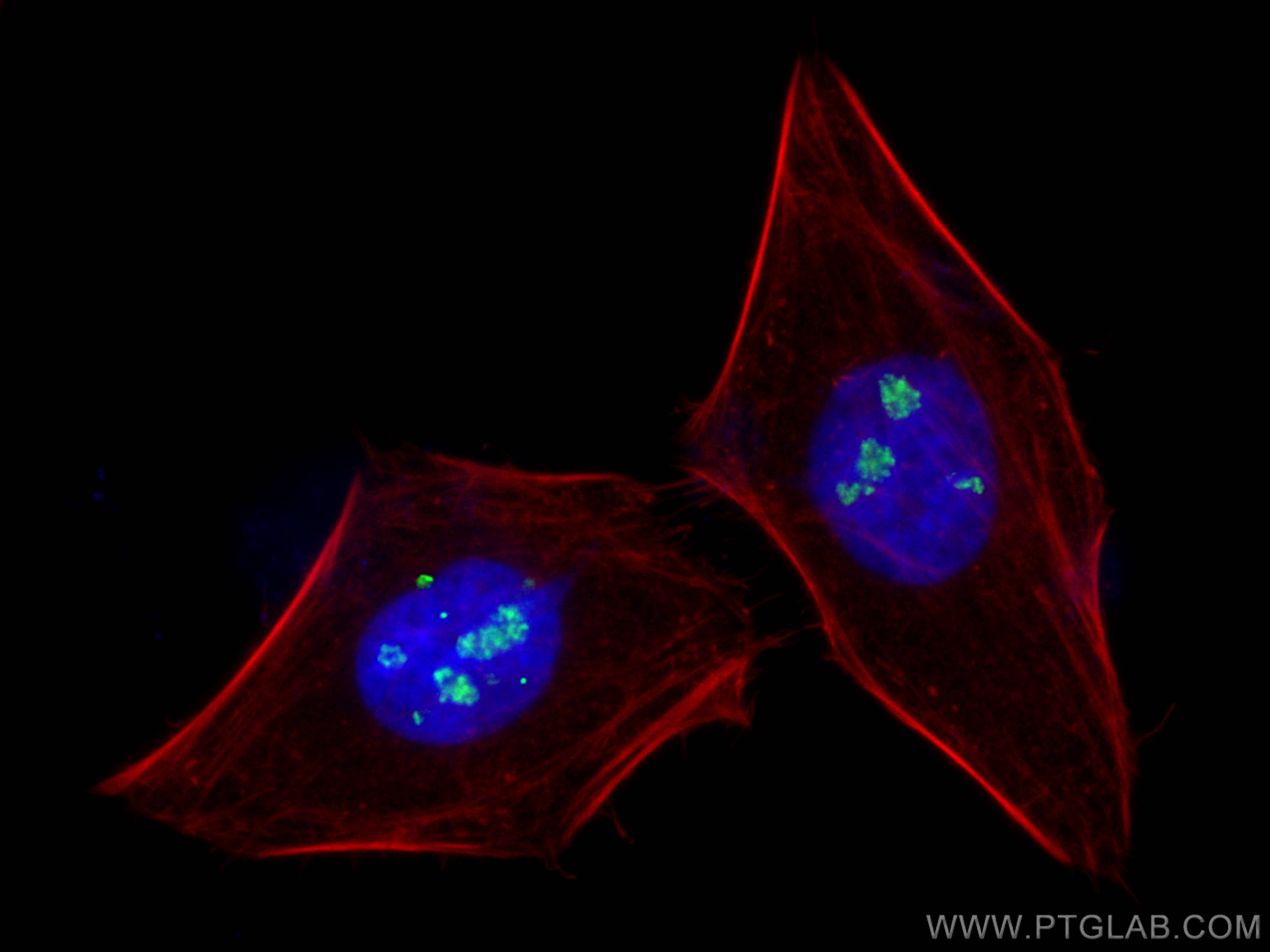 Immunofluorescence (IF) / fluorescent staining of HepG2 cells using FBL Polyclonal antibody (16021-1-AP)