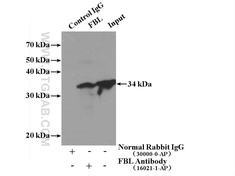 Immunoprecipitation (IP) experiment of A375 cells using FBL Polyclonal antibody (16021-1-AP)