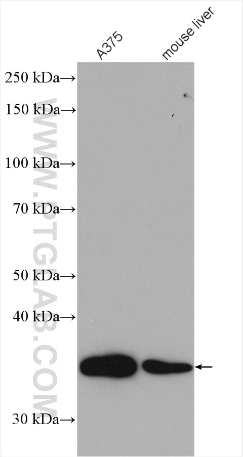 Western Blot (WB) analysis of various lysates using FBL Polyclonal antibody (16021-1-AP)