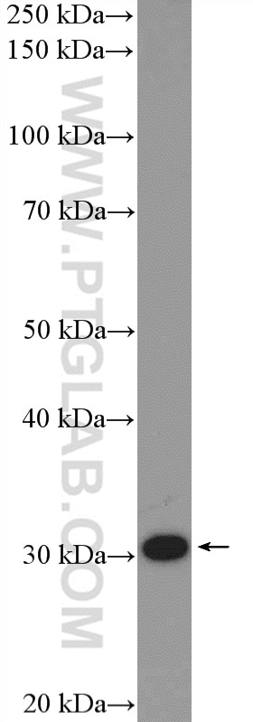 Western Blot (WB) analysis of mouse liver tissue using FBL Polyclonal antibody (16021-1-AP)