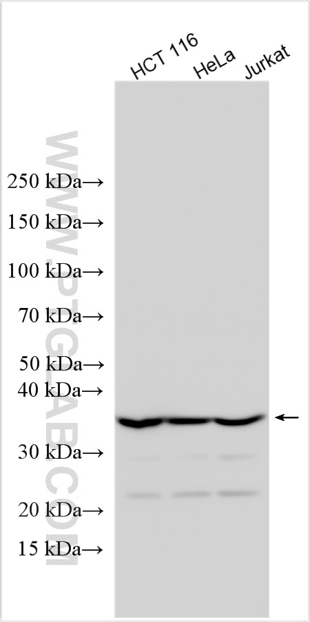 Various lysates were subjected to SDS PAGE followed by western blot with 16021-1-AP (Fibrillarin antibody) at dilution of 1:4000 incubated at room temperature for 1.5 hours. Western Blot (WB) analysis of various lysates using Fibrillarin Polyclonal antibody (16021-1-AP)