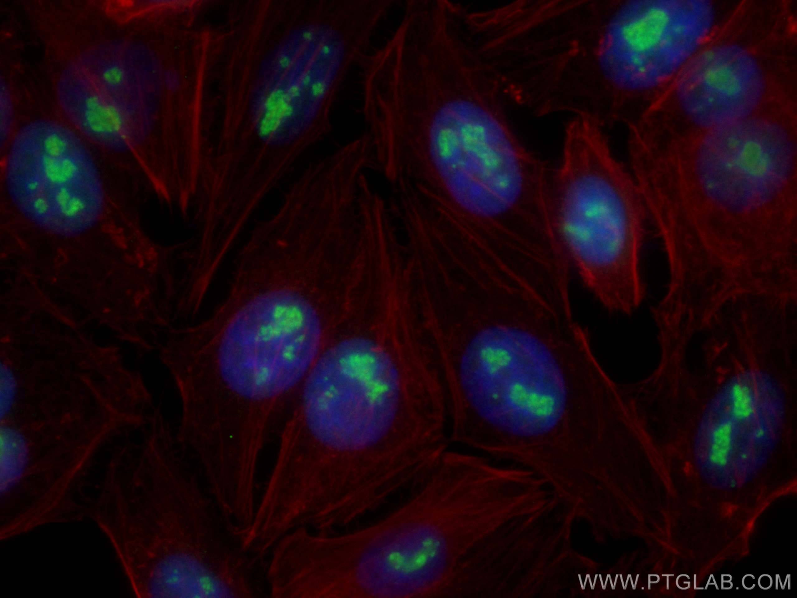 Immunofluorescence (IF) / fluorescent staining of HepG2 cells using FBL Monoclonal antibody (66985-1-Ig)