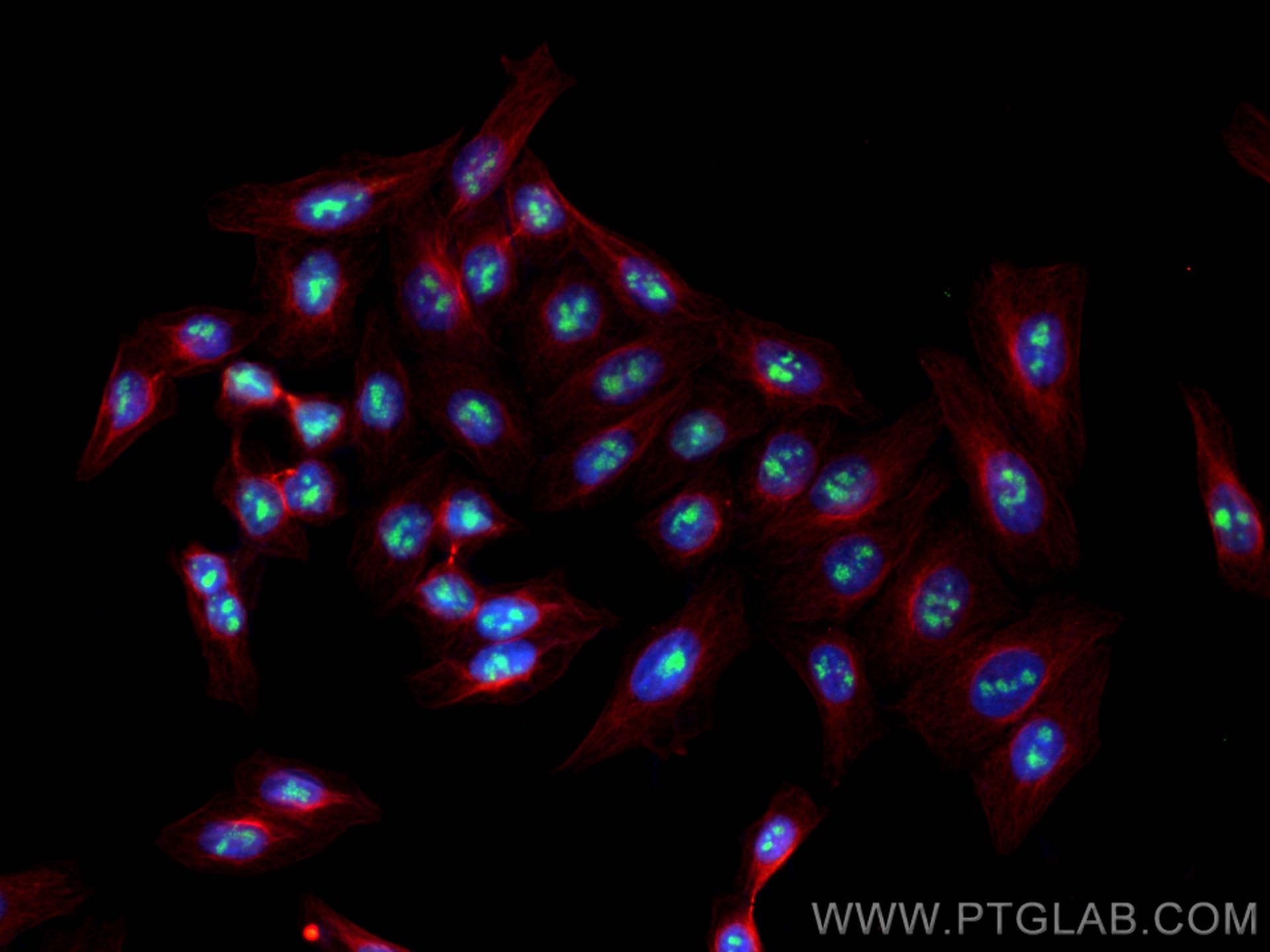 Immunofluorescence (IF) / fluorescent staining of HepG2 cells using FBL Monoclonal antibody (66985-1-Ig)
