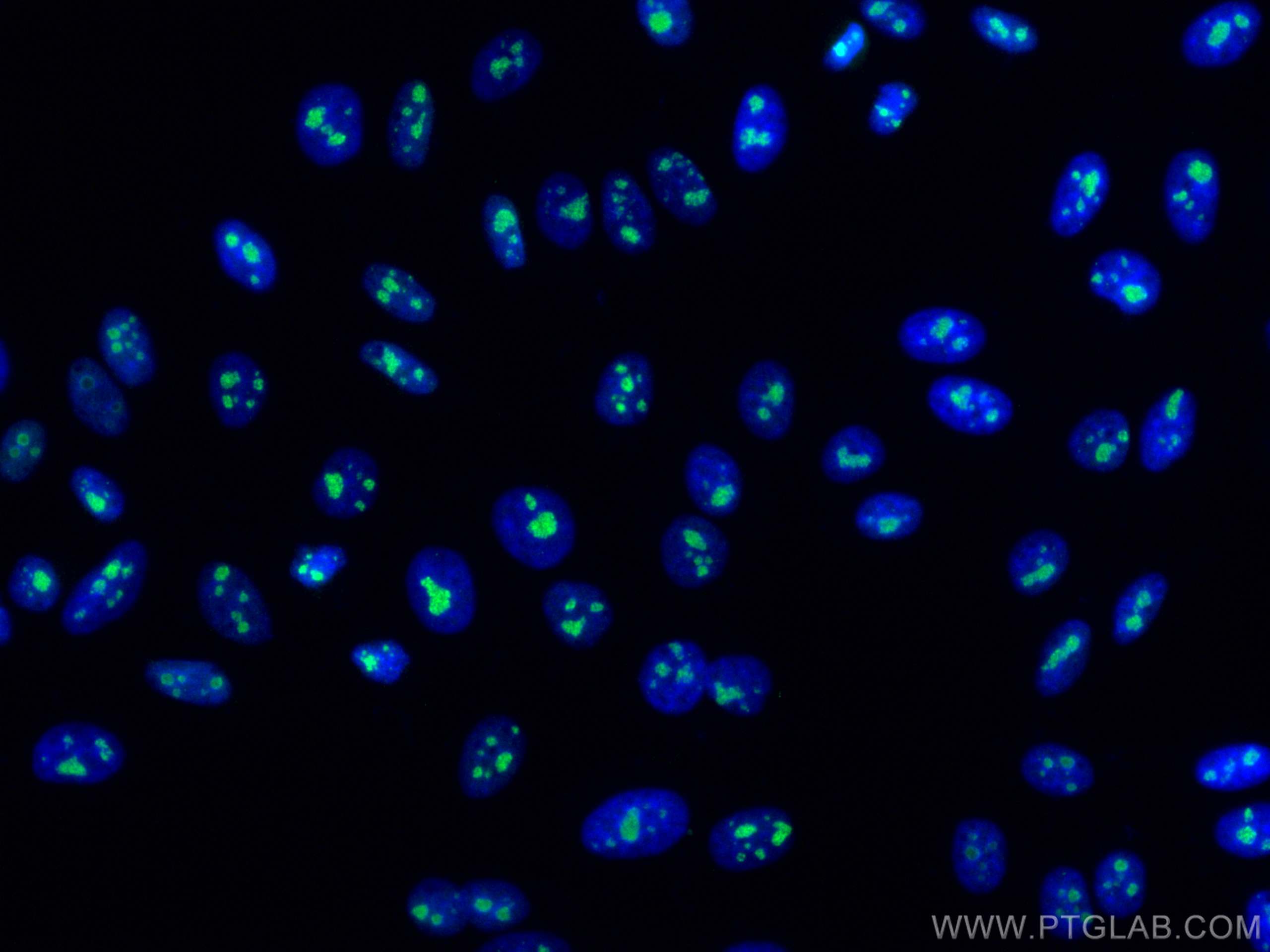 Immunofluorescence (IF) / fluorescent staining of HepG2 cells using FBL Monoclonal antibody (66985-1-Ig)