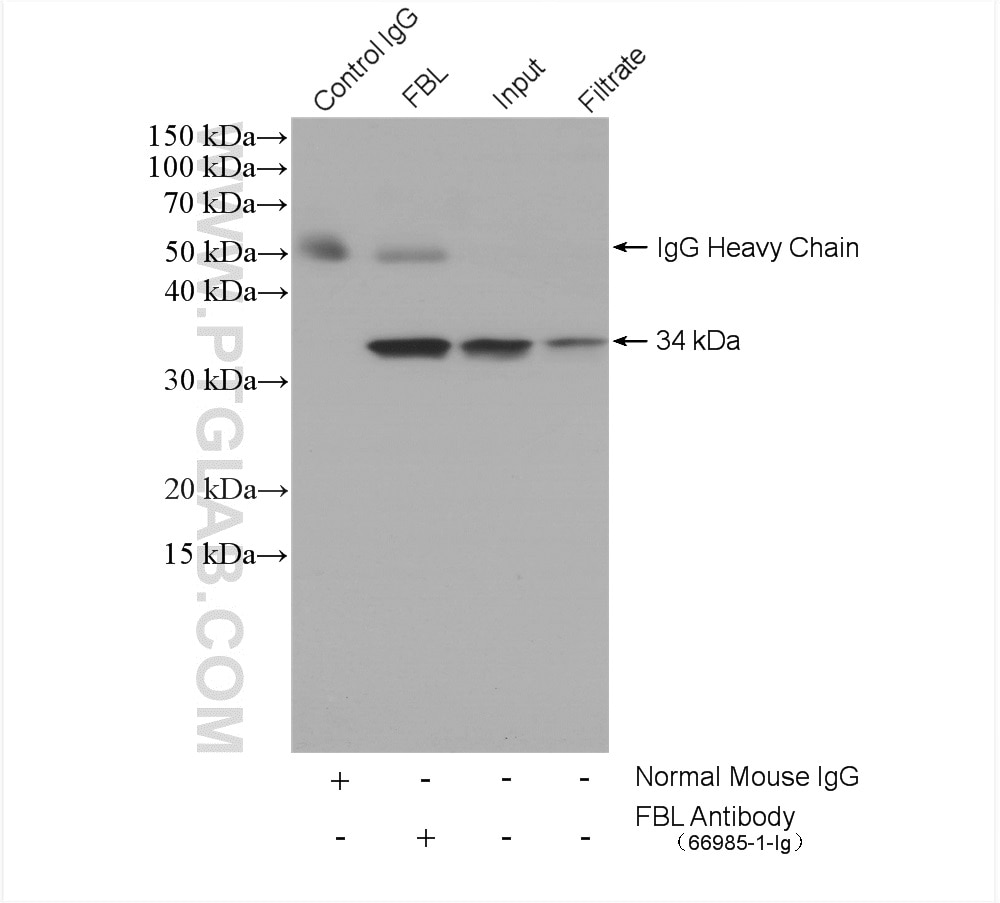 Immunoprecipitation (IP) experiment of HeLa cells using FBL Monoclonal antibody (66985-1-Ig)