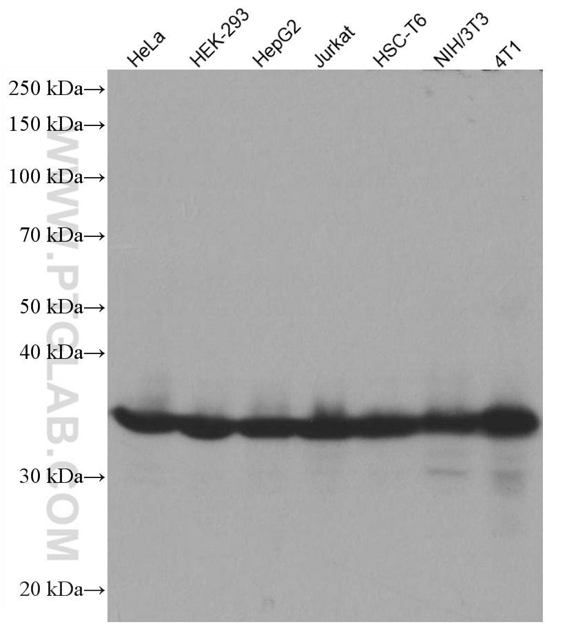 Western Blot (WB) analysis of various lysates using FBL Monoclonal antibody (66985-1-Ig)