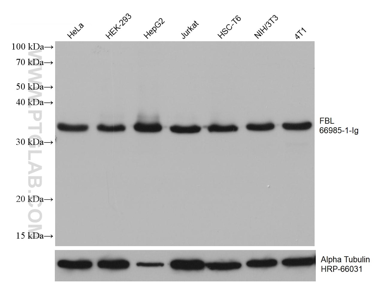 Western Blot (WB) analysis of various lysates using FBL Monoclonal antibody (66985-1-Ig)