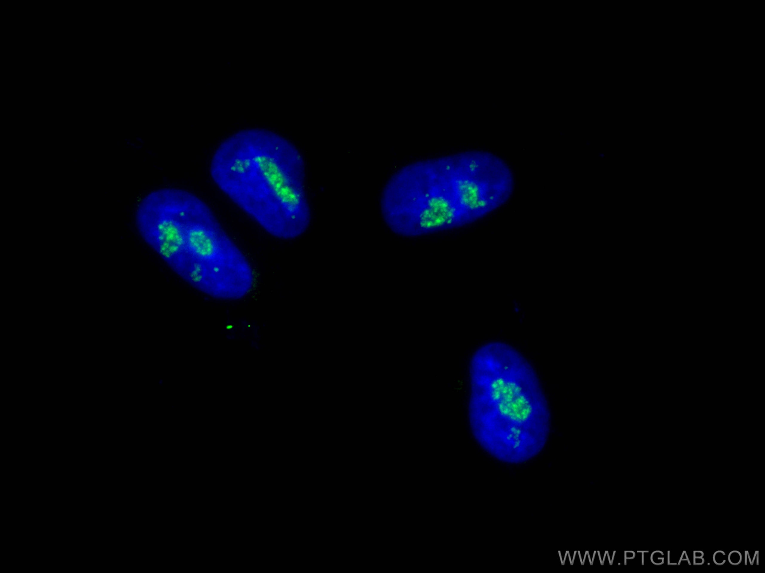 IF Staining of HepG2 using CL488-16021