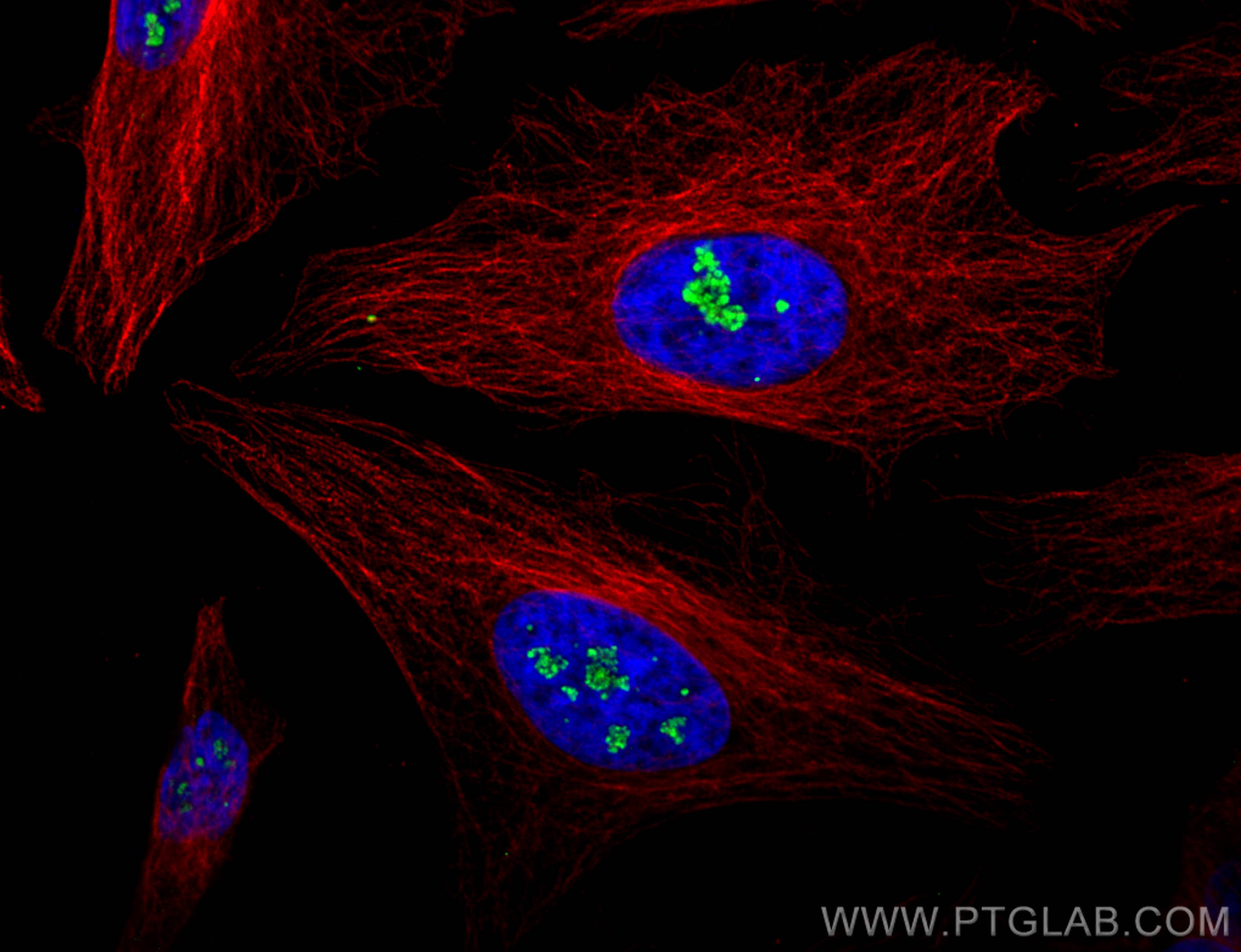 Immunofluorescence (IF) / fluorescent staining of HeLa cells using CoraLite® Plus 488-conjugated FBL Polyclonal antib (CL488-16021)