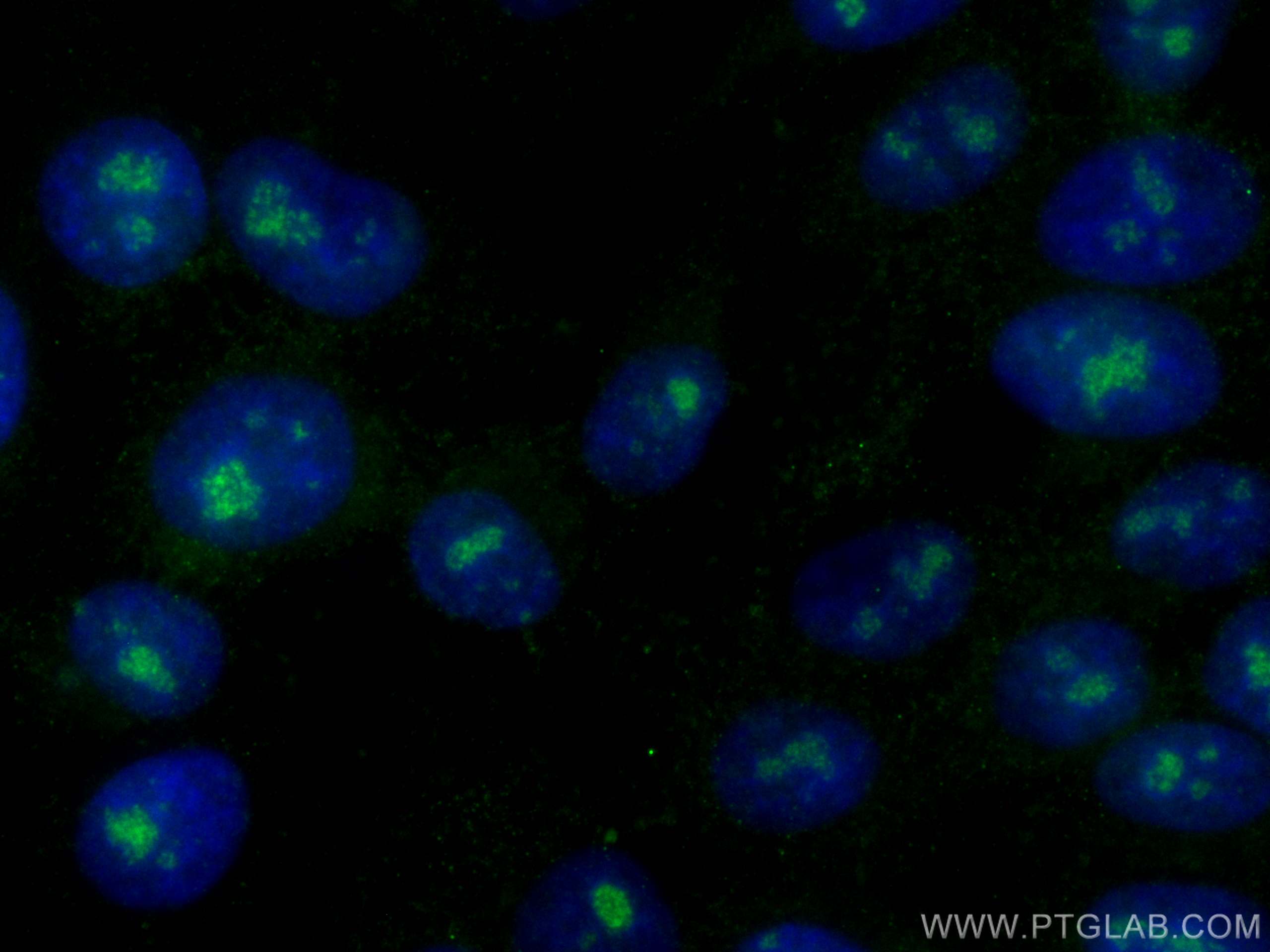 Immunofluorescence (IF) / fluorescent staining of HepG2 cells using CoraLite® Plus 488-conjugated FBL Monoclonal antib (CL488-66985)