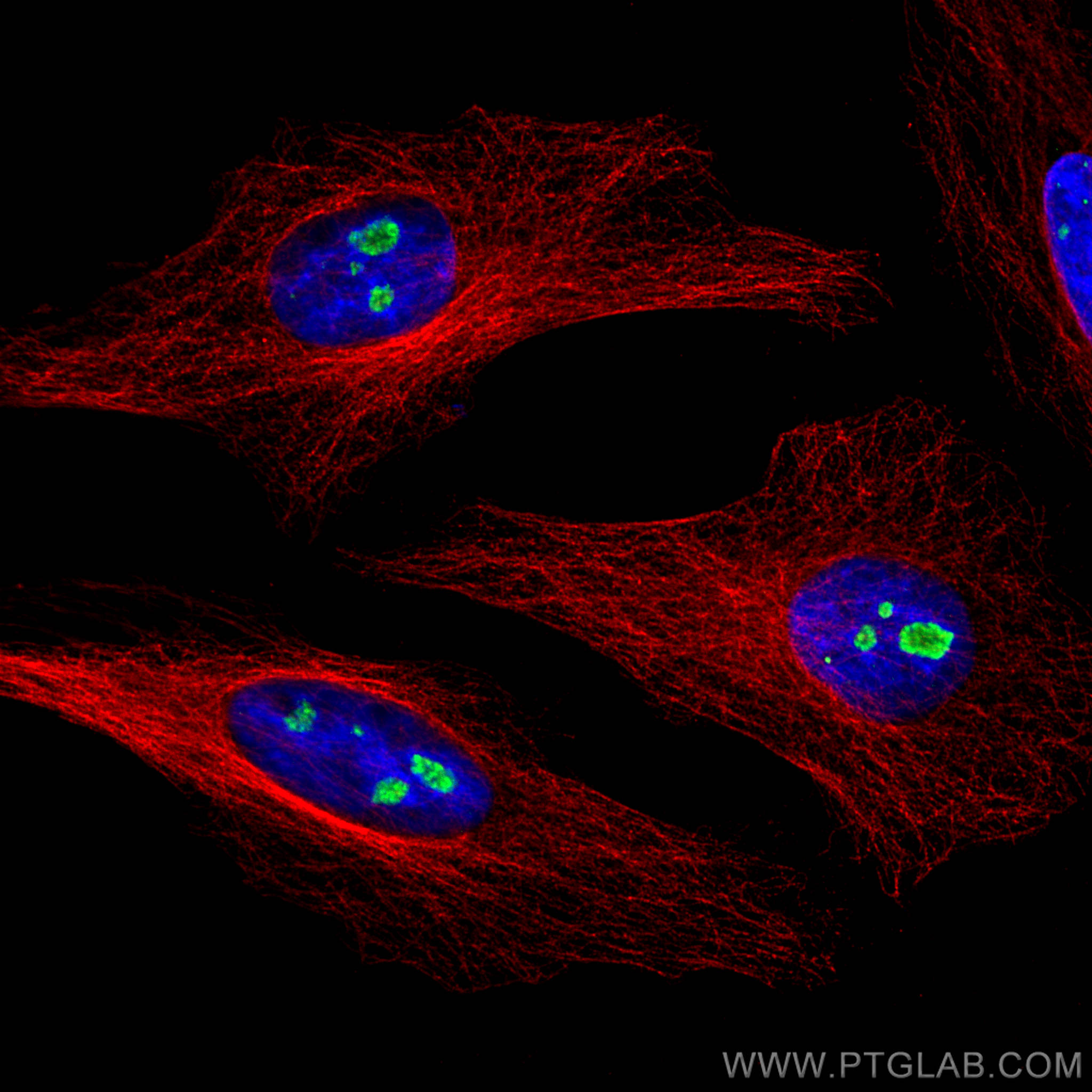 Immunofluorescence (IF) / fluorescent staining of HeLa cells using CoraLite® Plus 488-conjugated FBL Monoclonal antib (CL488-66985)