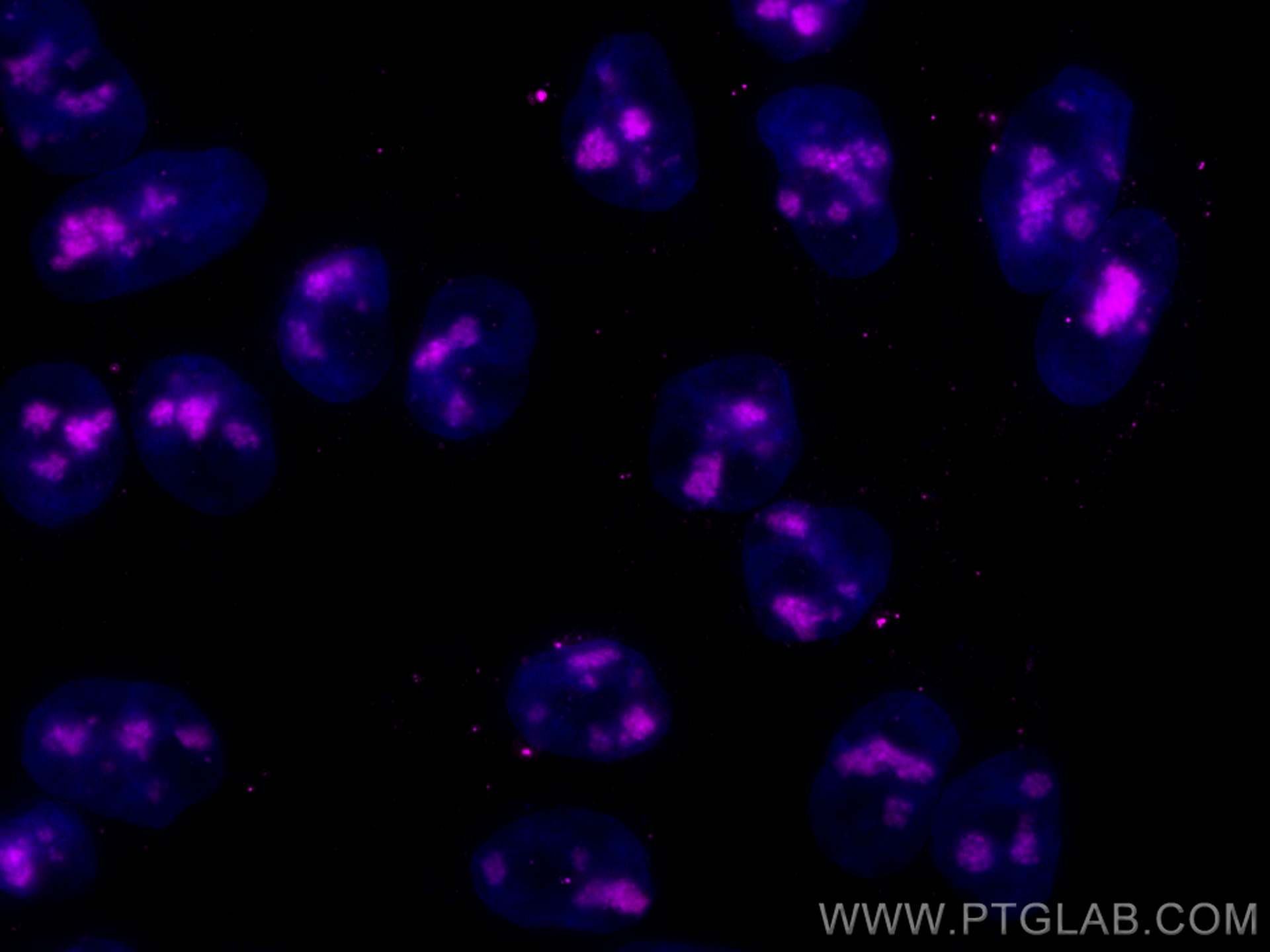 Immunofluorescence (IF) / fluorescent staining of HepG2 cells using CoraLite® Plus 647-conjugated FBL Monoclonal antib (CL647-66985)