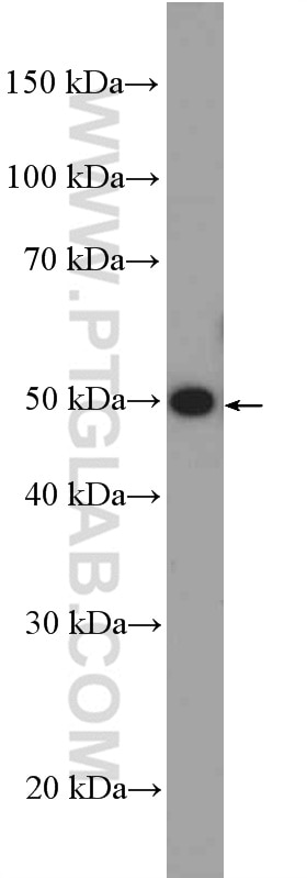 Western Blot (WB) analysis of HepG2 cells using FBLIM1 Polyclonal antibody (13349-1-AP)