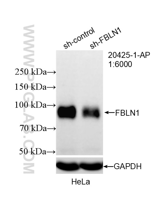 Western Blot (WB) analysis of HeLa cells using Fibulin-1 Polyclonal antibody (20425-1-AP)