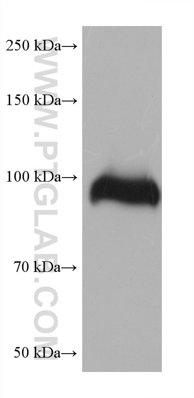 Western Blot (WB) analysis of human placenta tissue using FBLN1 Monoclonal antibody (68453-1-Ig)