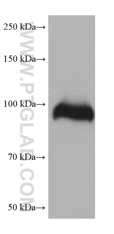 WB analysis of human placenta using 68453-1-Ig