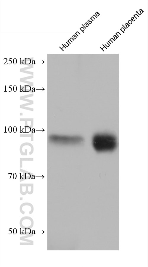 Western Blot (WB) analysis of various lysates using FBLN1 Monoclonal antibody (68453-1-Ig)