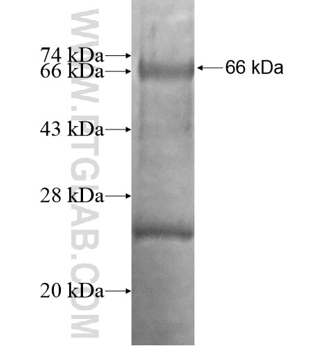 FBLN1 fusion protein Ag14249 SDS-PAGE