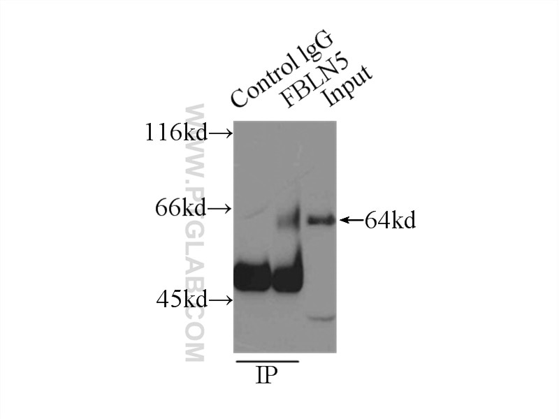 Immunoprecipitation (IP) experiment of mouse heart tissue using Fibulin 5 Polyclonal antibody (12188-1-AP)