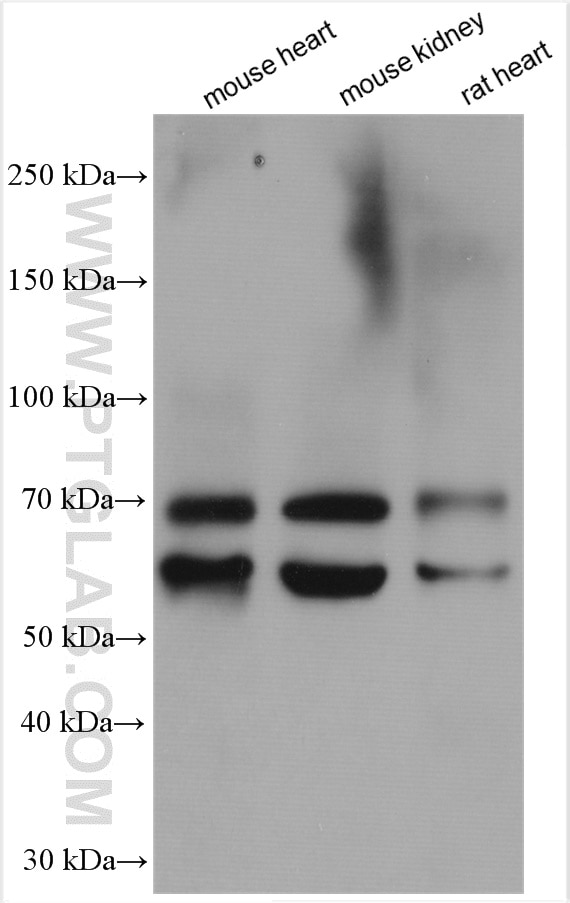 Western Blot (WB) analysis of various lysates using Fibulin 5 Polyclonal antibody (12188-1-AP)